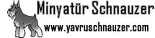 Yavru Schnauzer