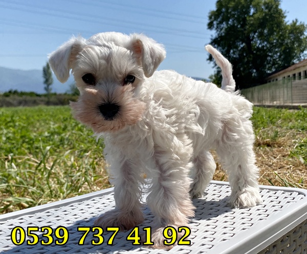 satılık beyaz schnauzer