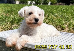 satılık beyaz schnauzer