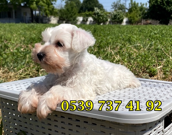 satılık beyaz schnauzer