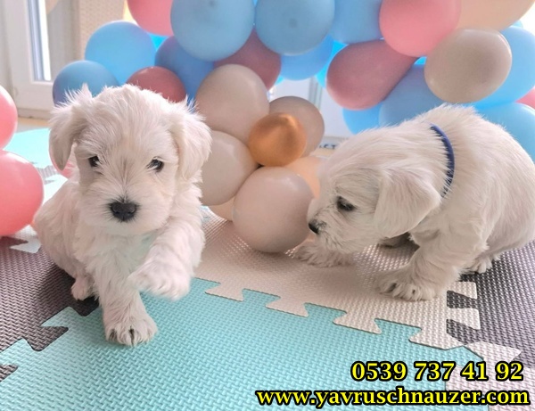 Satılık Schnauzer Yavru