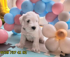 schnauzer yavru fiyat