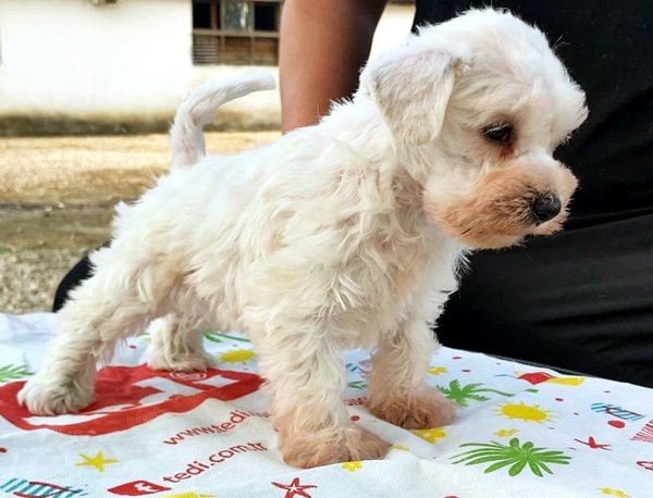 schnauzer alırken nelere dikkat edilmeli schnauzer alırken nelere dikkat edilmeli