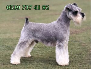 minyatür schnauzer