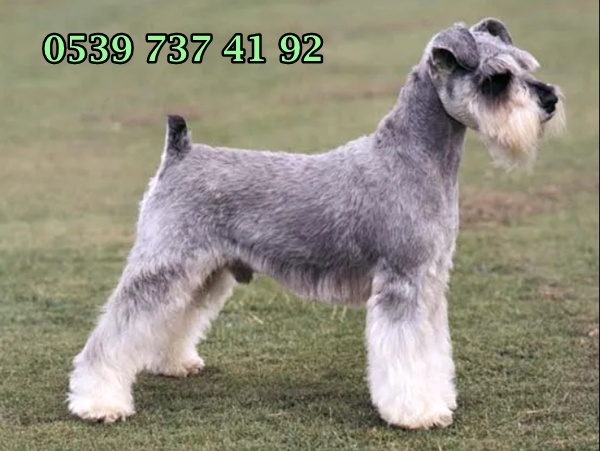 Minyatür Schnauzer