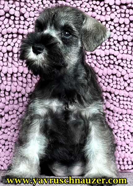 minyatür schnauzer fiyat minyatür schnauzer fiyat