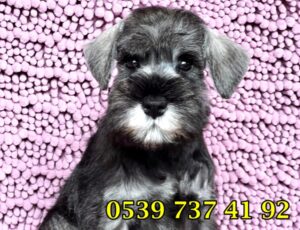 satılık minyatür schnauzer