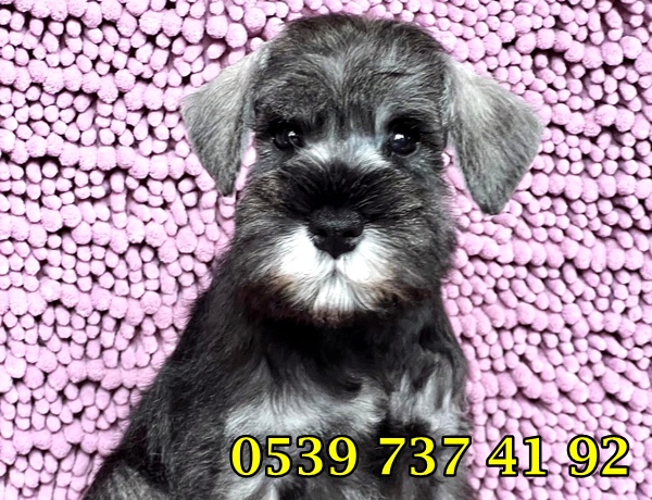 satılık minyatür schnauzer satılık minyatür schnauzer
