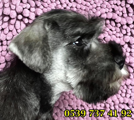 satılık yavru schnauzer satılık yavru schnauzer