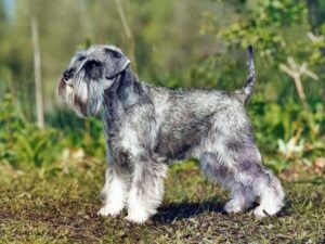 schnauzer alırken nelere dikkat edilmeli