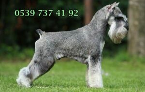 minyatür schnauzer ozellikleri