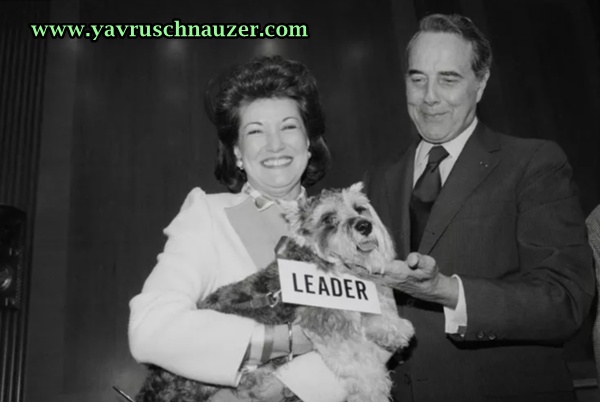 schnauzer tarihçesi schnauzer tarihçesi