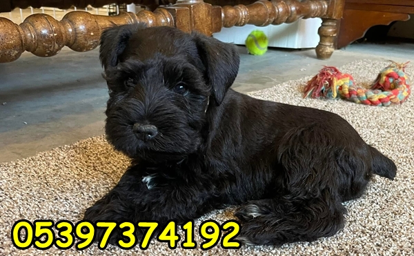 satılık yavru schnauzer