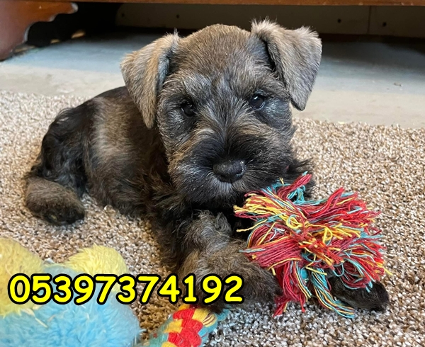 yavru minyatür schnauzer