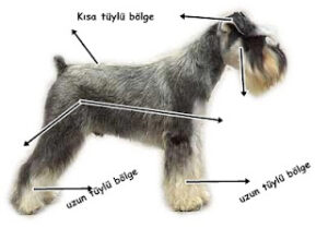 Schnauzer Bakımı