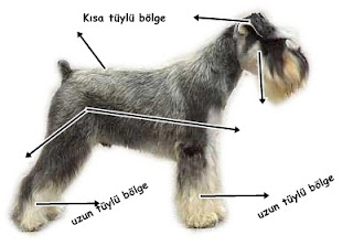 Schnauzer Bakımı Schnauzer Bakımı