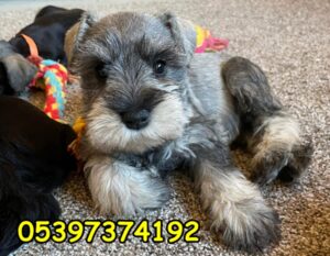 schnauzer yavru