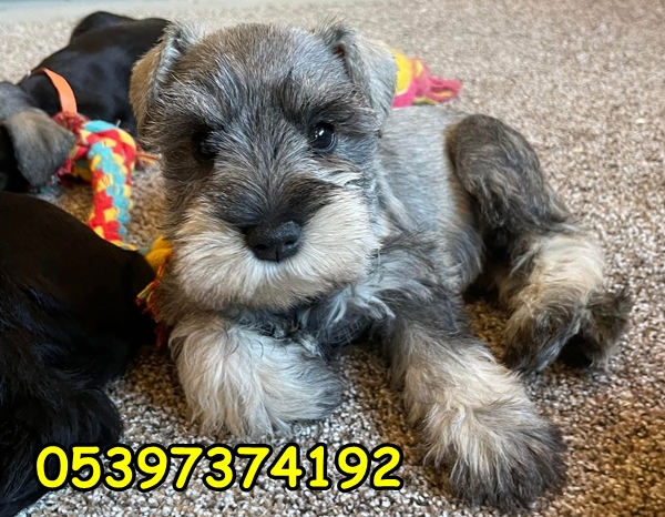 schnauzer yavru