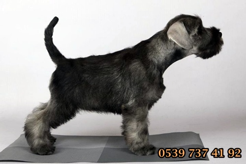 schnauzer yavrular schnauzer yavrular