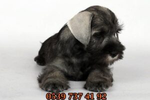 minyatür schnauzer yavrular