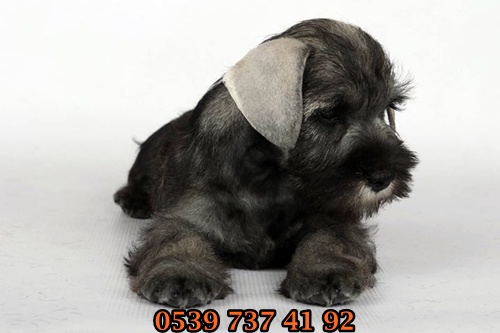 minyatür schnauzer yavrular minyatür schnauzer yavrular