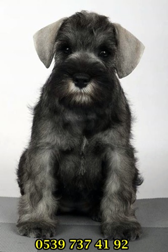 minyatür schnauzer yavrular minyatür schnauzer yavrular