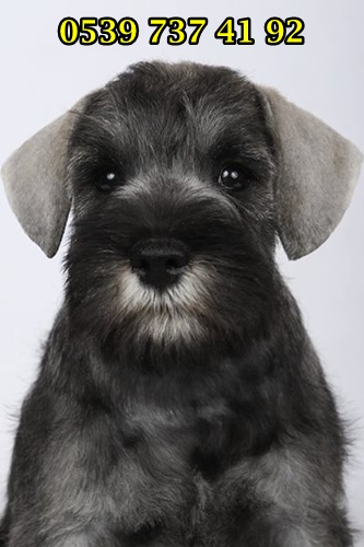 yavru schnauzer satılık yavru schnauzer satılık