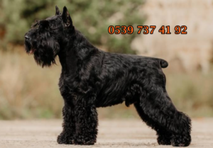 minyatür schnauzer fiyatları