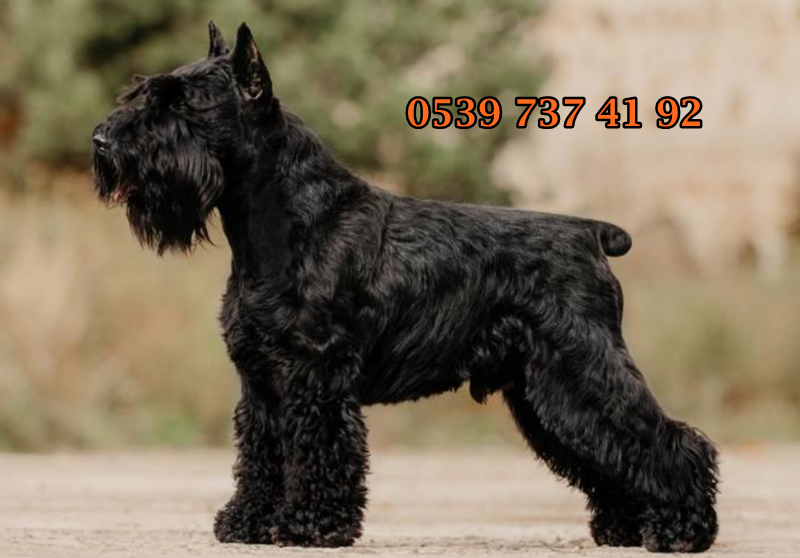 minyatür schnauzer fiyatları minyatür schnauzer fiyatları