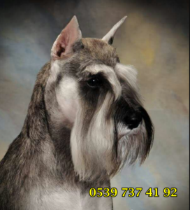 schnauzer fiyatları