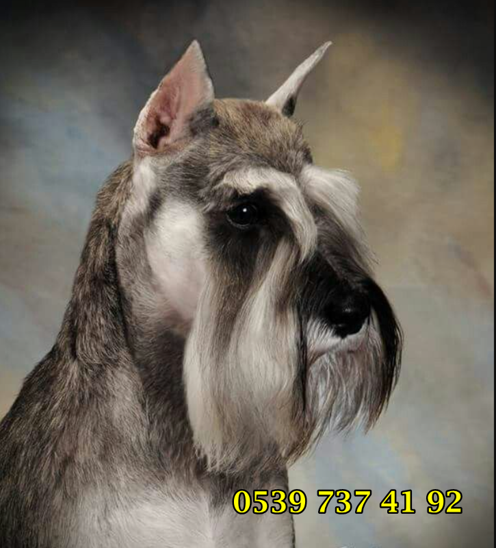 schnauzer fiyatları