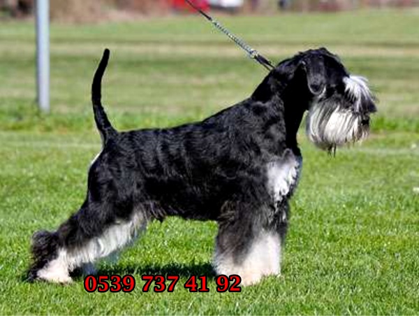 schnauzer özellikleri