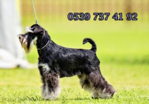 minyatür schnauzer köpek