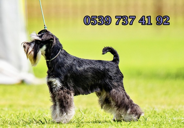 minyatür schnauzer köpek