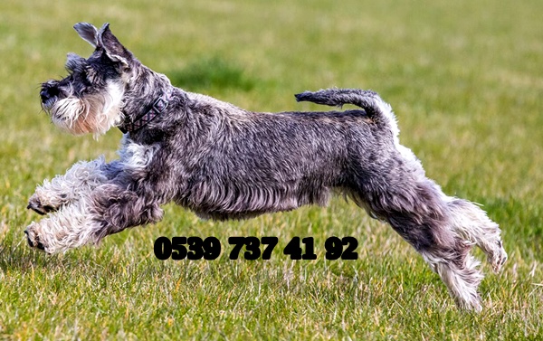 schnauzer köpekı ırkı