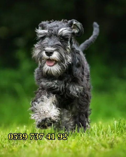 minyatür schnauzer köpek
