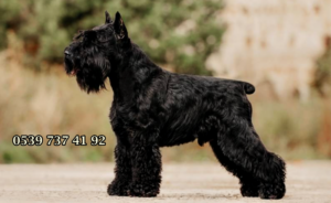 Schnauzer Evde Beslenir mi?