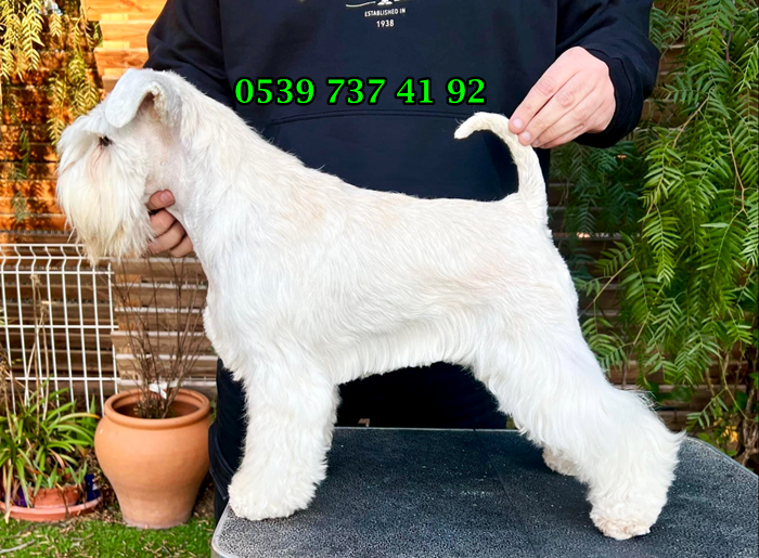 Schnauzer Evde Beslenir mi?