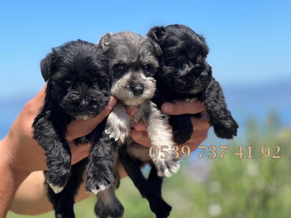 schnauzer-salt-and-pipper-black yavrular
