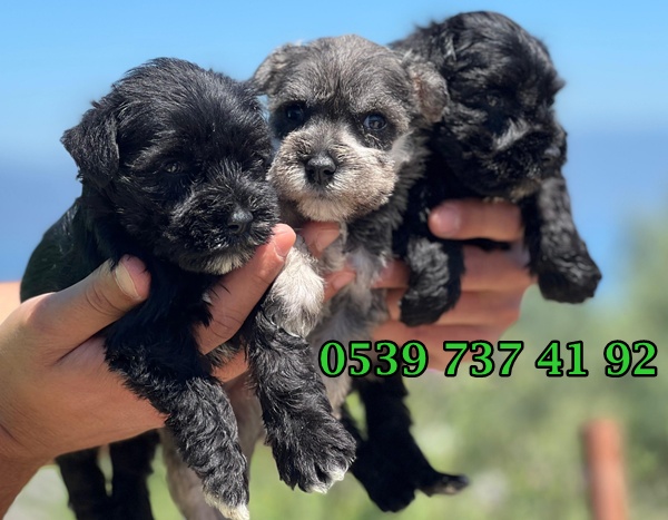 schnauzer-yavru-beyaz-erkek.jpg