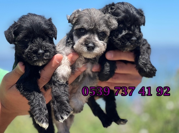 schnauzer-yavru-erkek.jpg