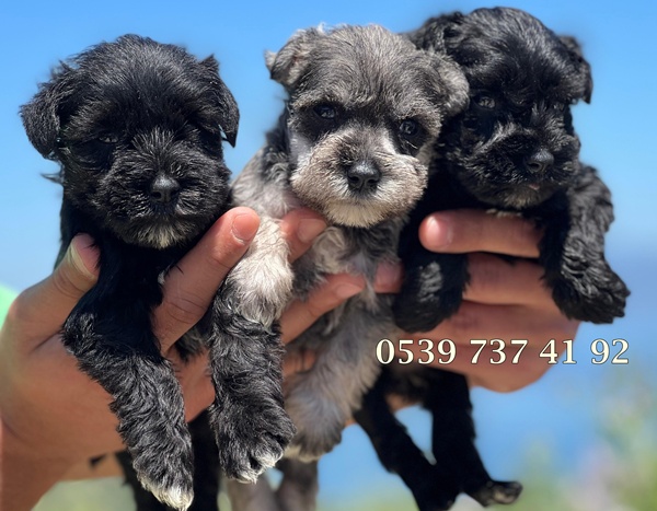 yavru-schnauzer-köpekler