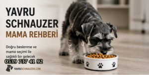yavru schnauzer besleme