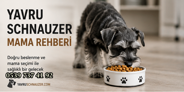 yavru schnauzer besleme