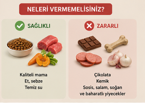 schnauzer nasıl beslenmeli