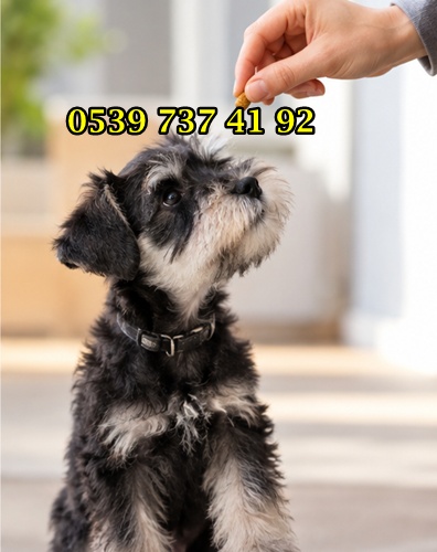 schnauzer tuvalet eğitimi schnauzer tuvalet eğitimi