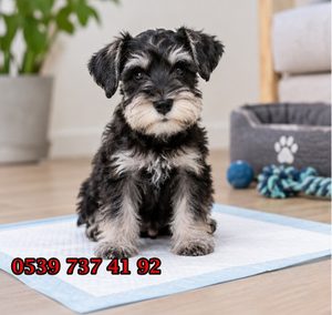 schnauzer yavru tuavlet eğitimi.